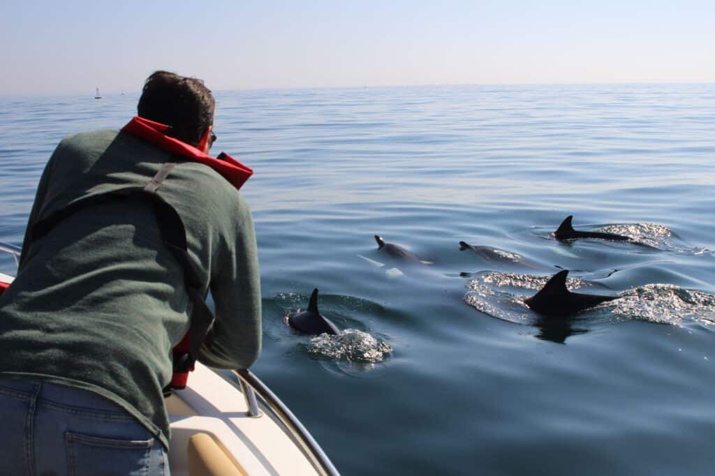 dolphin watching faro islands algarve
