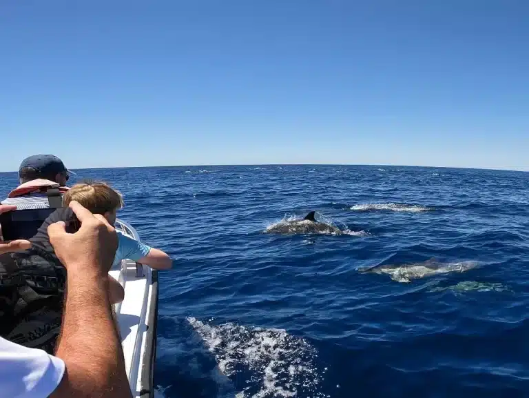 dolphin watching faro islands algarve
