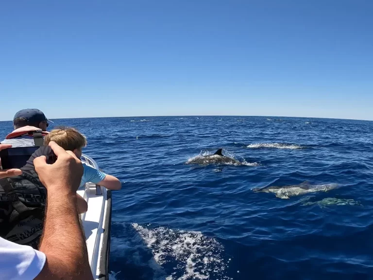 dolphin watching from faro algarbe portugal atlantic ocean