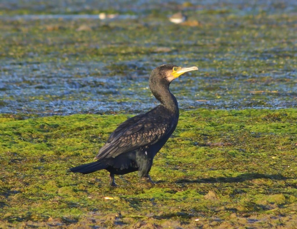 Great cormoran - Phalacrocorax carbo