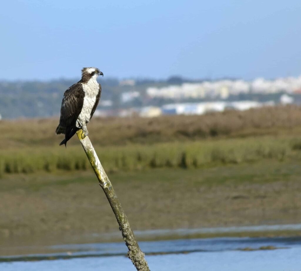 Osprey (Pandion haliaetus) Ria Formosa Faro