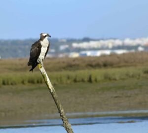 Ria Formosa et les îles-barrières : histoire, culture et nature au cœur de l'Algarve 2 Balbuzard (Pandion haliaetus) Ria Formosa Faro