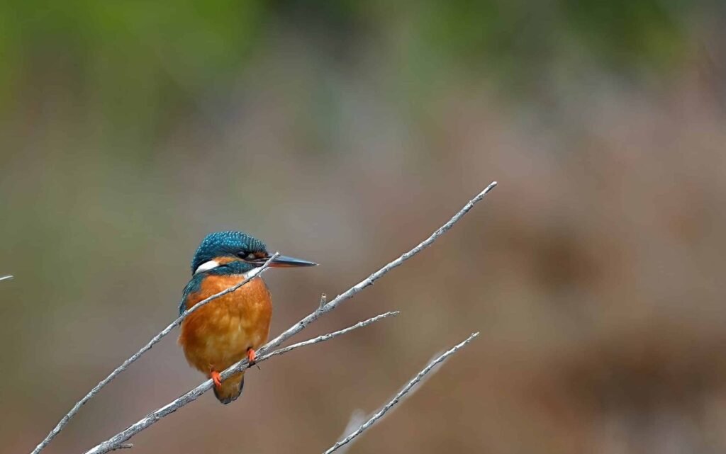 common kingfisher (Alcedo atthis) ria formosa